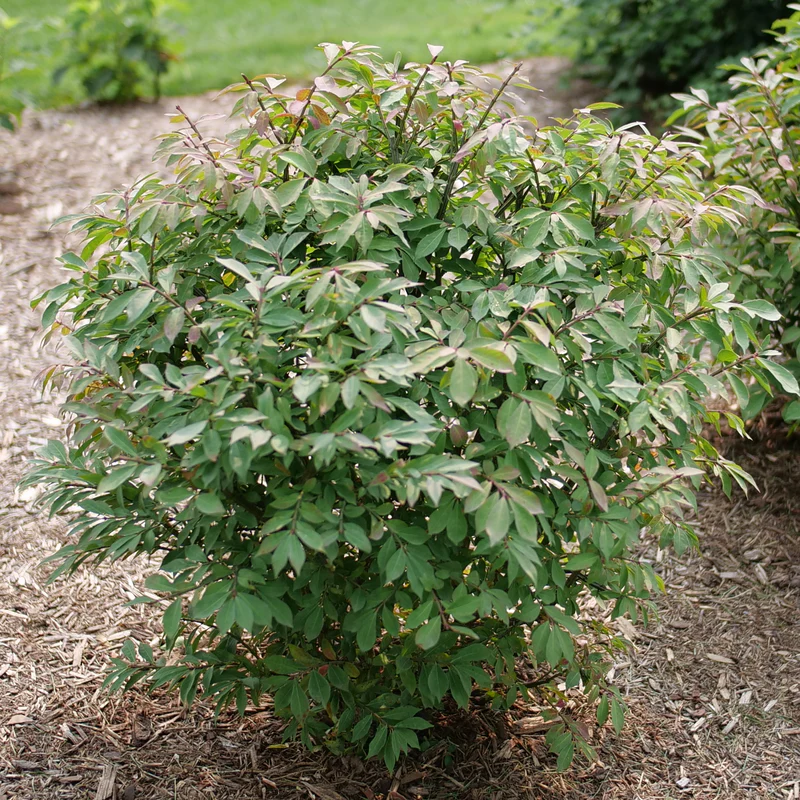 Fire Ball Seedless™ Burning Bush (Euonymus) - Image 3