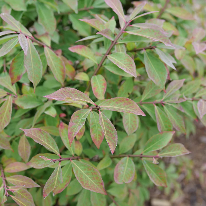 Fire Ball Seedless™ Burning Bush (Euonymus) - Image 4