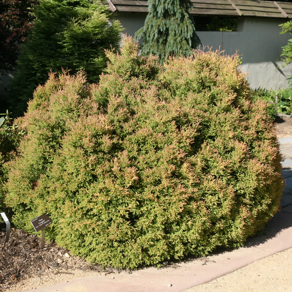 Fire Chief™ Arborvitae (Thuja) - Image 3