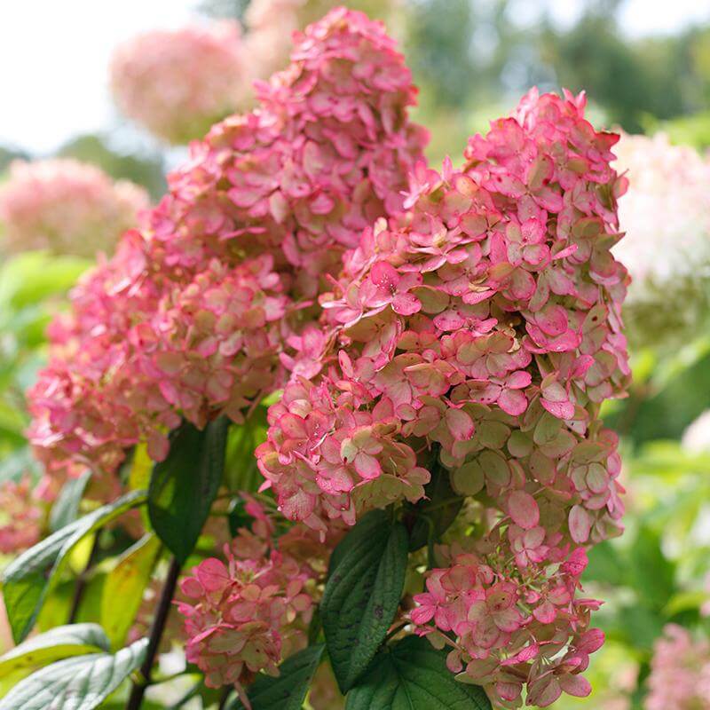 Fire Light® Panicle Hydrangea - Image 3