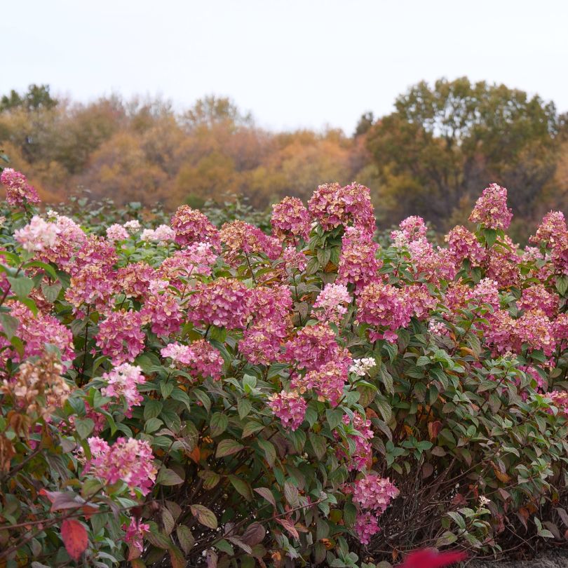 Fire Light® Panicle Hydrangea - Image 6