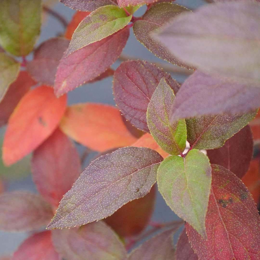 Fire Light Tidbit® Panicle Hydrangea - Image 6