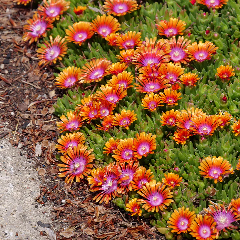 Fire Spinner® Ice Plant (Delosperma) - Image 2