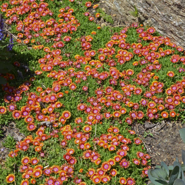 Fire Spinner® Ice Plant (Delosperma) - Image 3