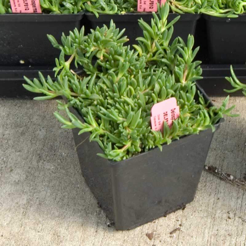 Fire Spinner® Ice Plant (Delosperma) - Image 4
