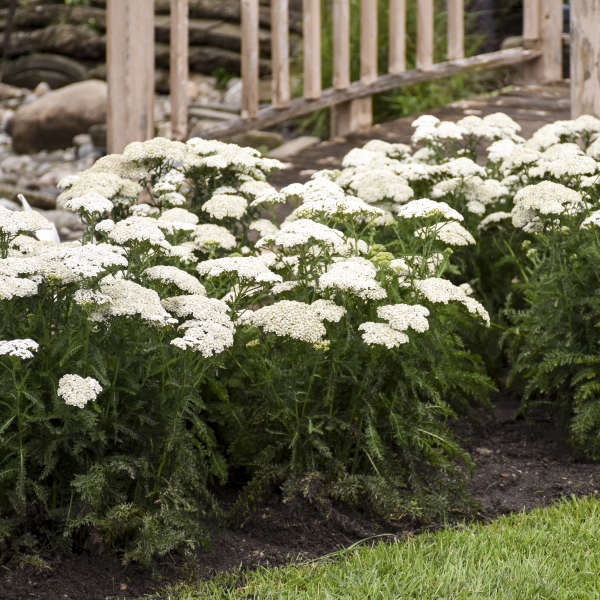 'Firefly Diamond' Yarrow (Achillea) - Image 2