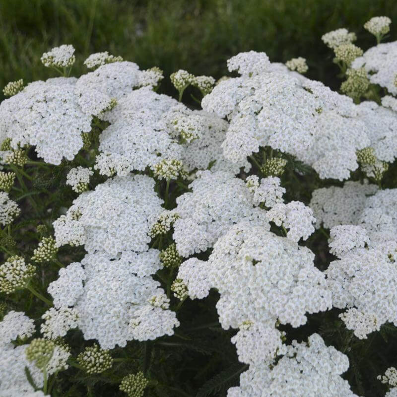 'Firefly Diamond' Yarrow (Achillea) - Image 4