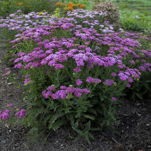 'Firefly Fuschia' Yarrow (Achillea) - Image 2