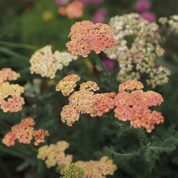 'Firefly Peach Sky' Yarrow (Achillea) - Image 2