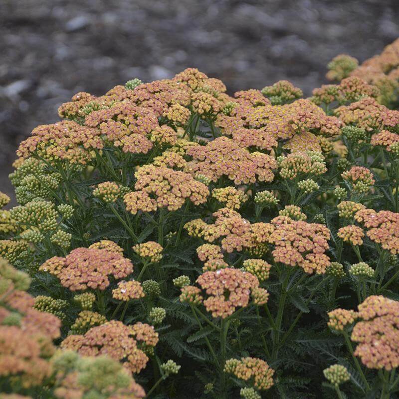'Firefly Peach Sky' Yarrow (Achillea) - Image 3