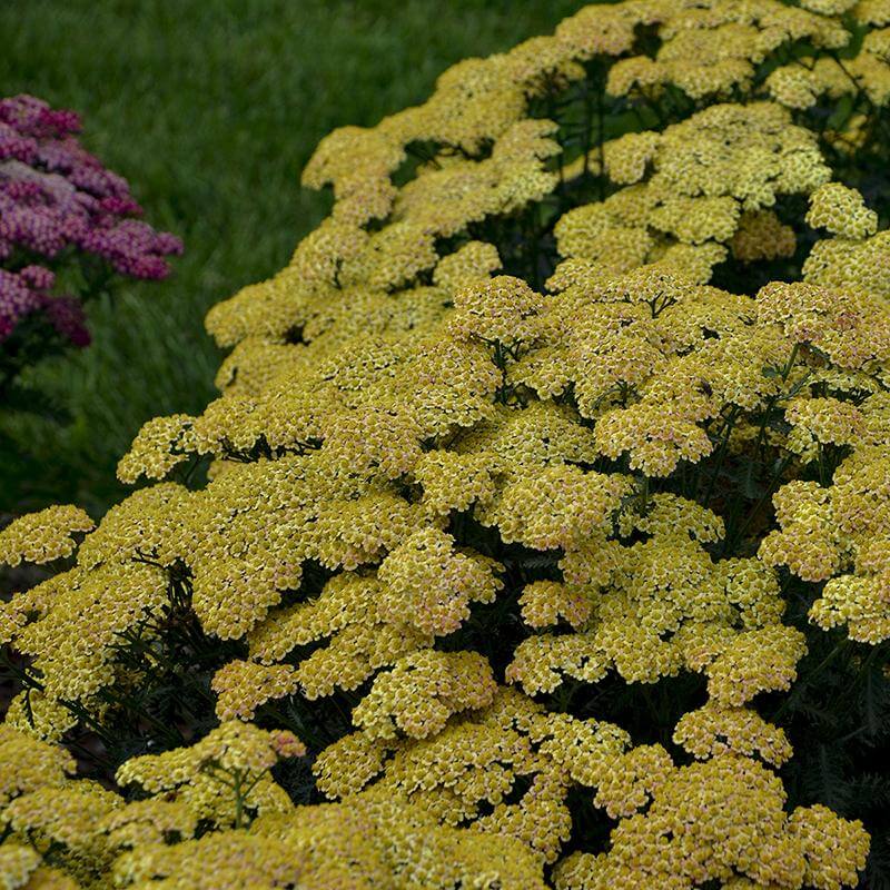 'Firefly Peach Sky' Yarrow (Achillea) - Image 4