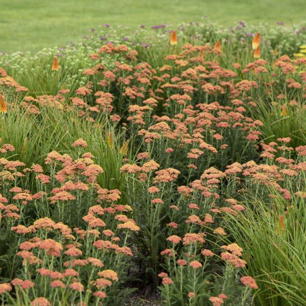 'Firefly Peach Sky' Yarrow (Achillea) - Image 5
