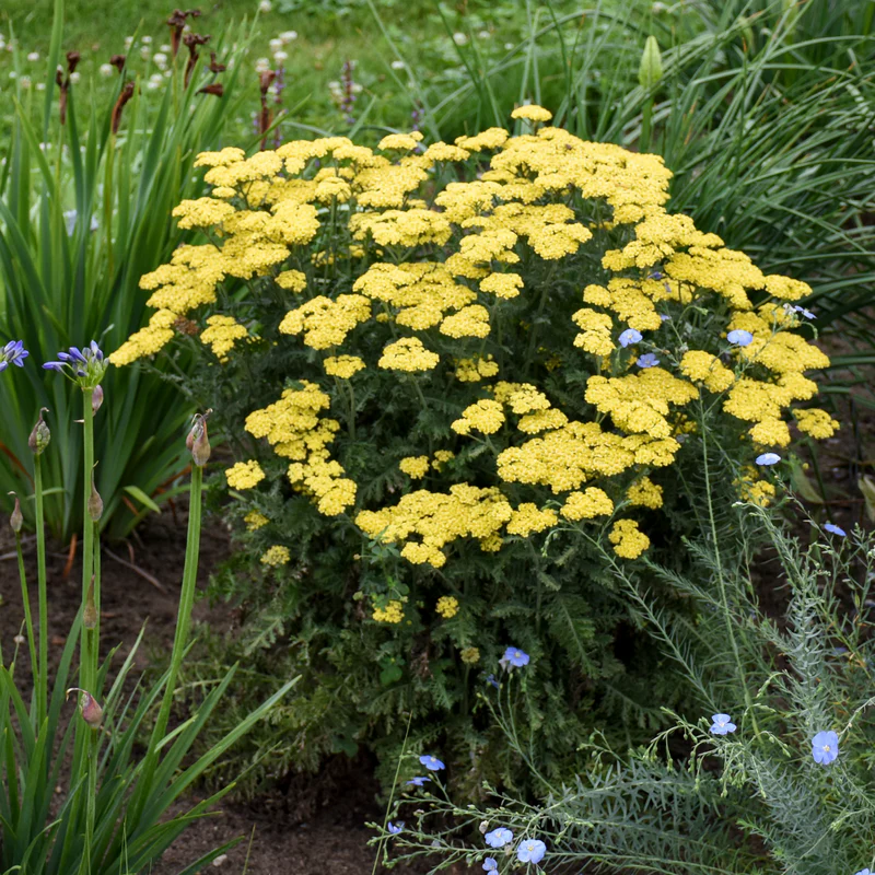 'Firefly Sunshine' Yarrow (Achillea) - Image 2