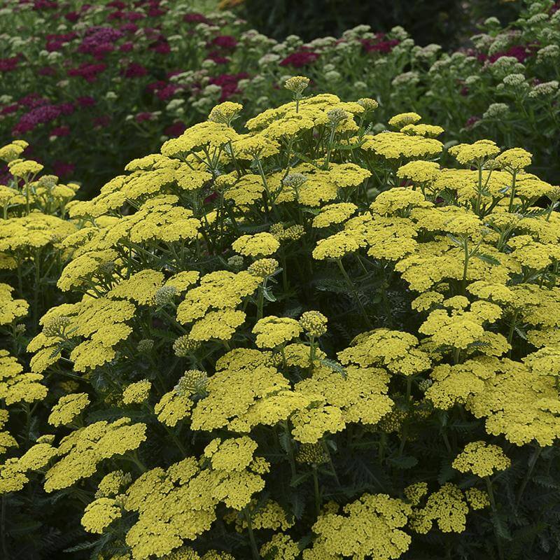 'Firefly Sunshine' Yarrow (Achillea) - Image 3