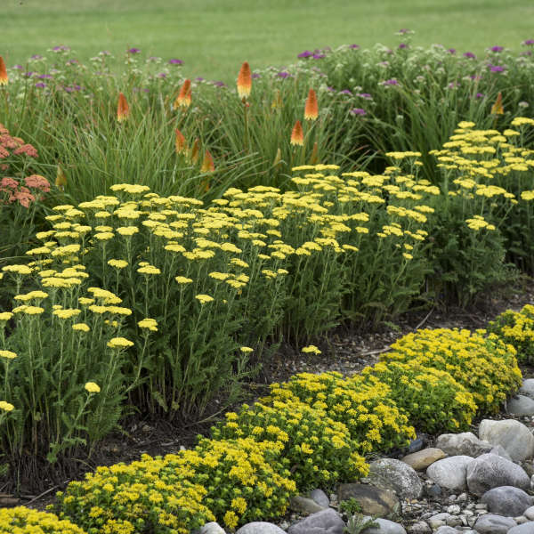 'Firefly Sunshine' Yarrow (Achillea) - Image 4