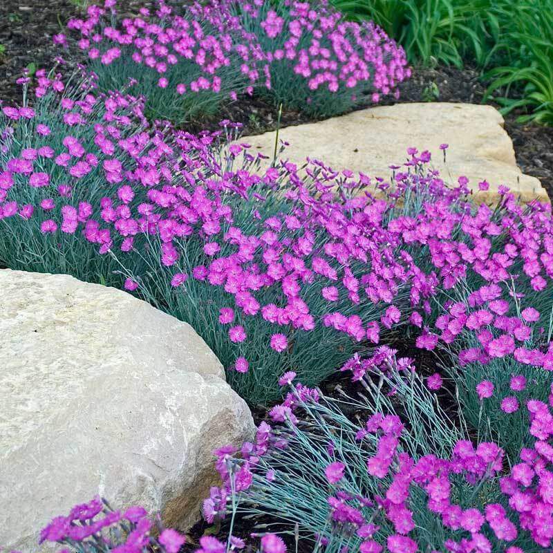'Firewitch' Dianthus - Image 2