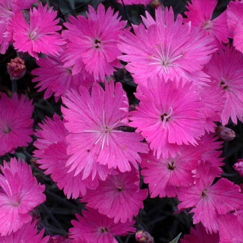 'Firewitch' Dianthus - Image 3