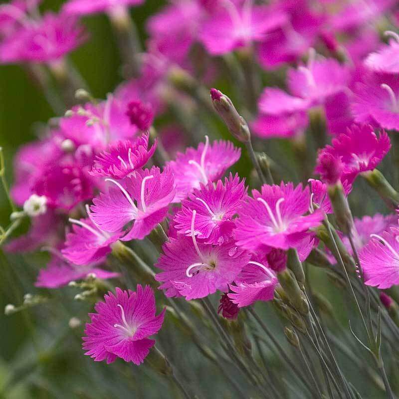 'Firewitch' Dianthus - Image 4