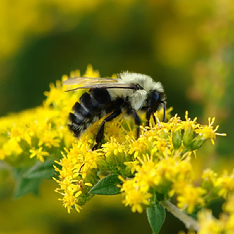 'Fireworks' Goldenrod (Solidago) - Image 2