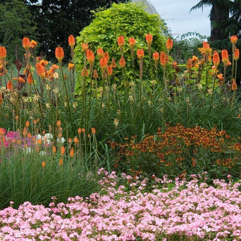 'Flamenco' Red Hot Poker (Kniphofia) - Image 2