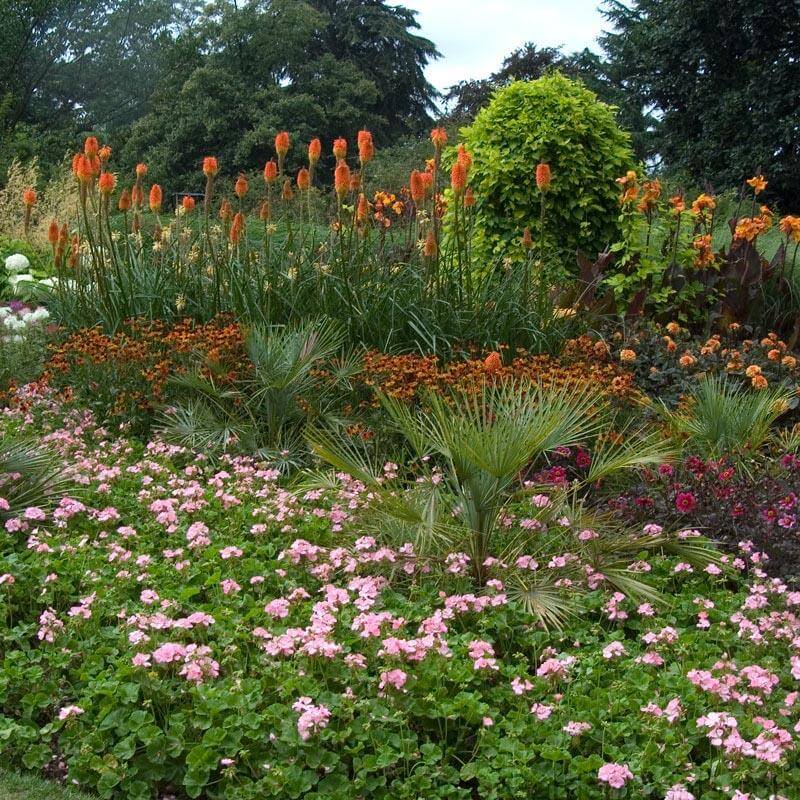 'Flamenco' Red Hot Poker (Kniphofia) - Image 3