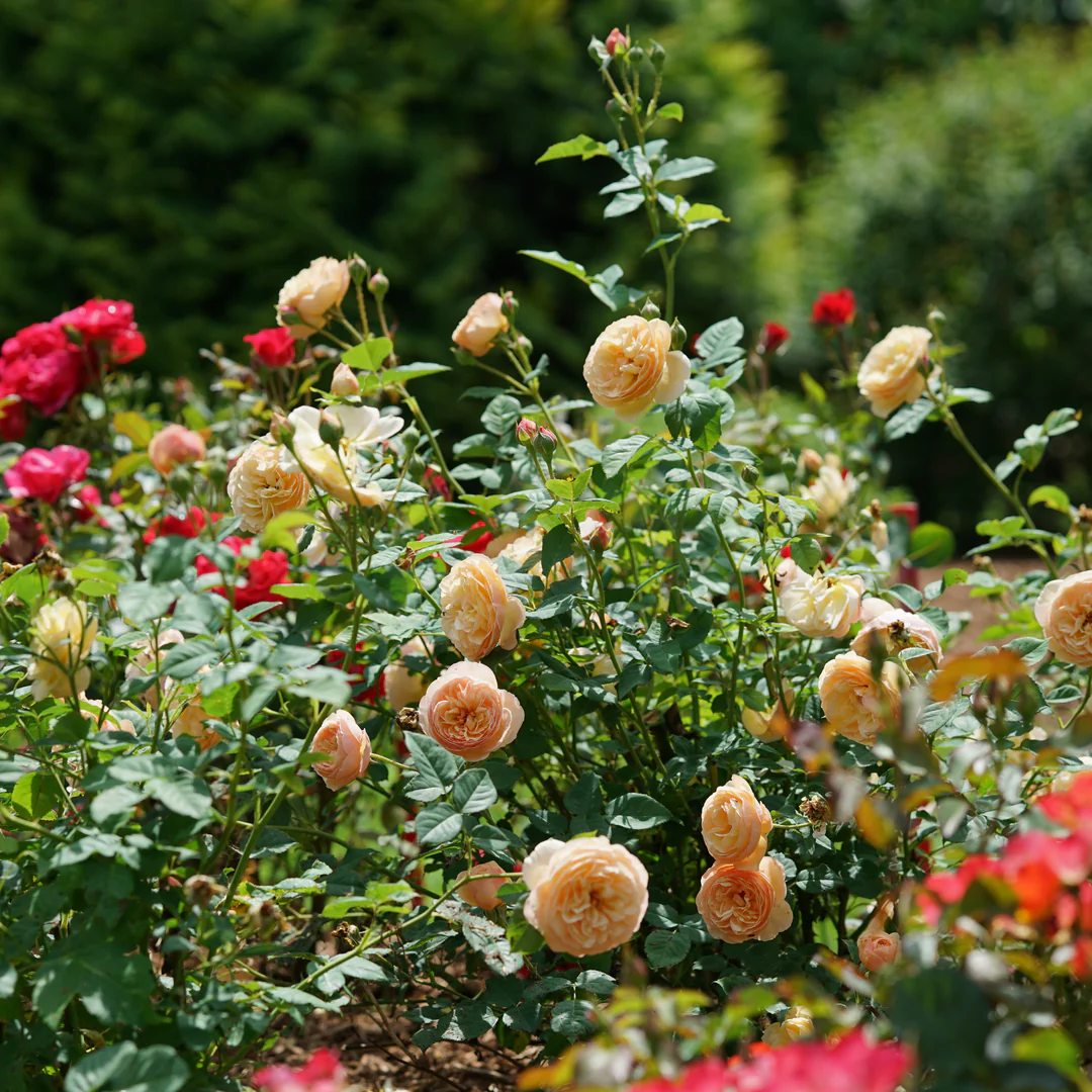 Flavorette® Honey-Apricot Rose - Image 3