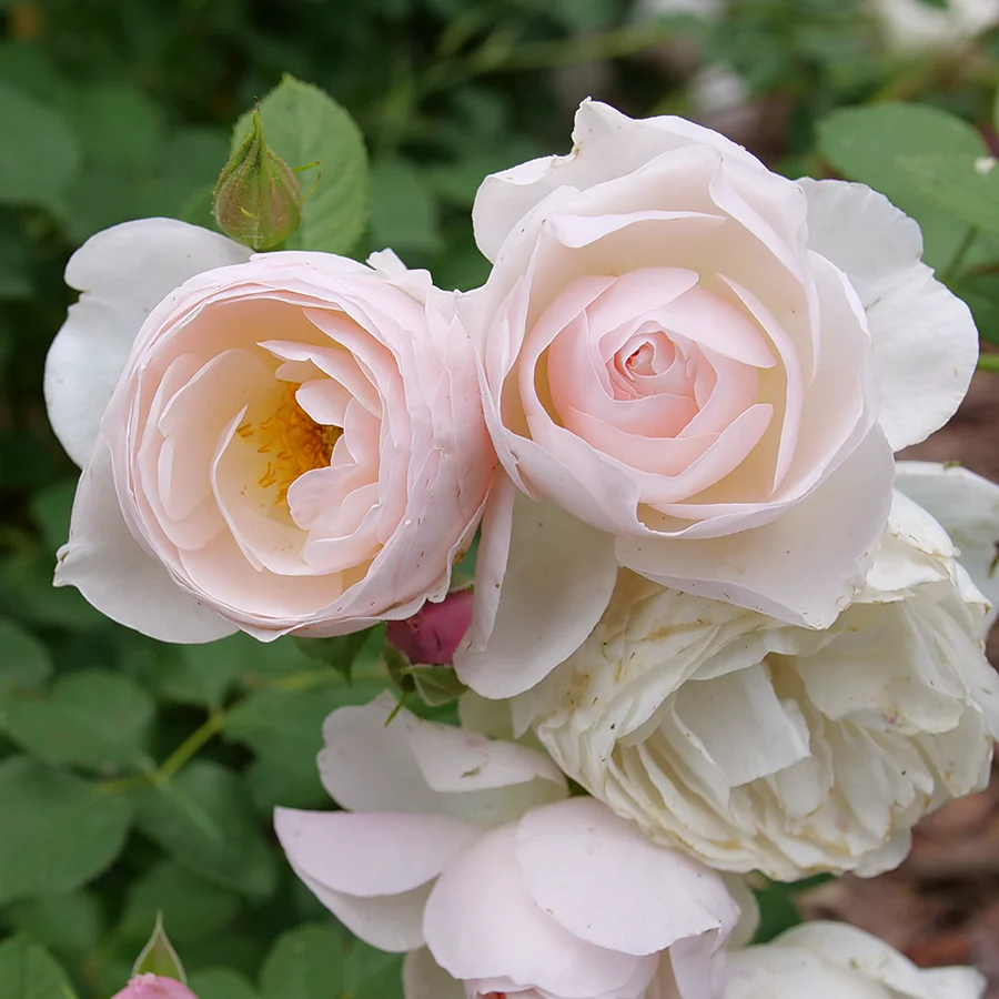 Flavorette Pear'd® Rose - Image 3