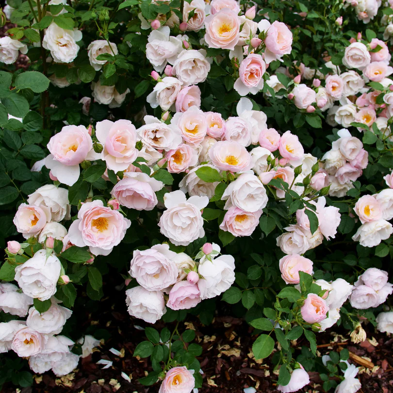 Flavorette Pear'd® Rose - Image 4