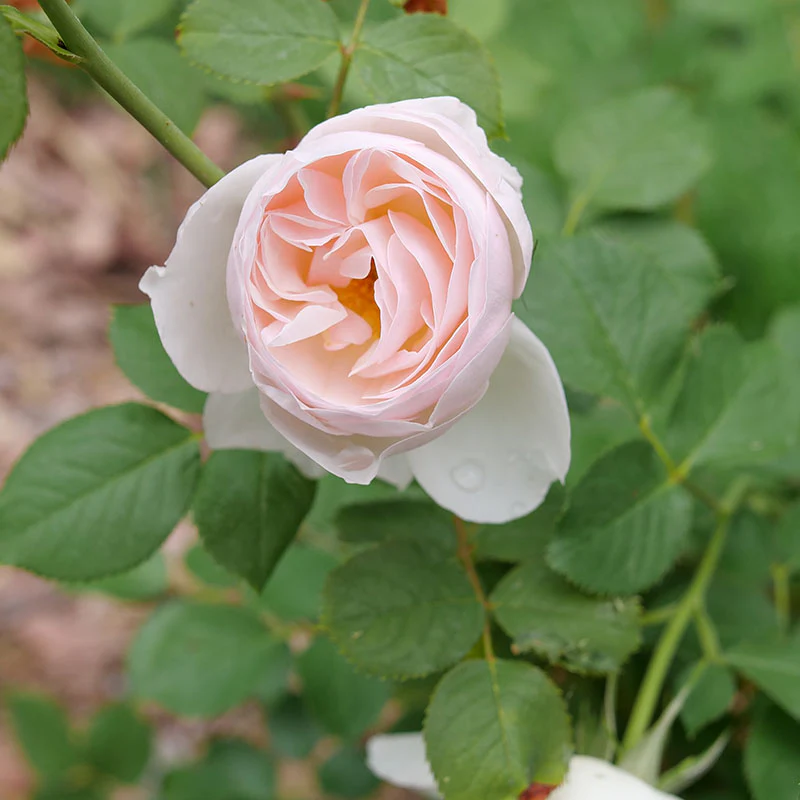 Flavorette Pear'd® Rose - Image 5