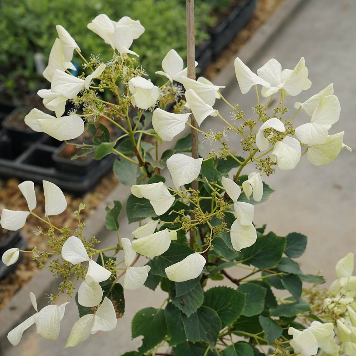 Flirty Girl™ False Hydrangea Vine (Schizophragma) - Image 2