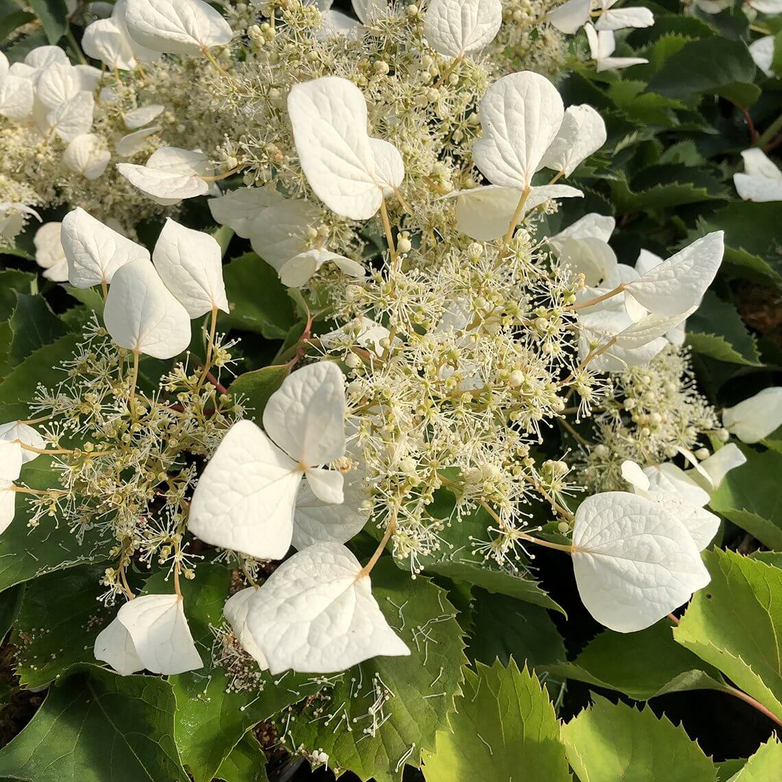 Flirty Girl™ False Hydrangea Vine (Schizophragma) - Image 3