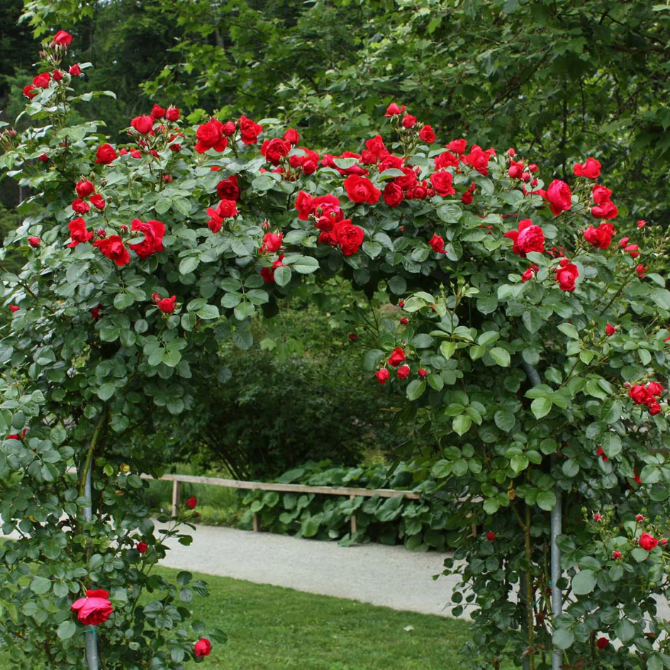 Florentina™ Climbing Rose - Image 3