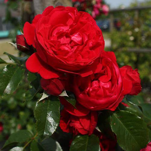 Florentina™ Climbing Rose - Image 4