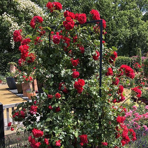Florentina™ Climbing Rose - Image 5