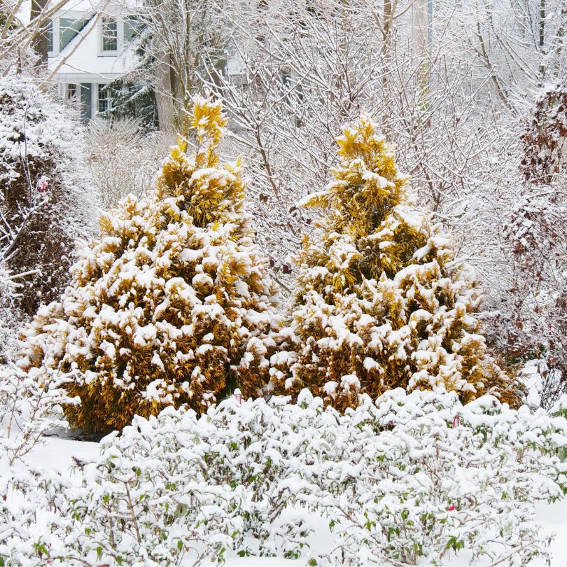 Fluffy® Arborvitae (Thuja) - Image 5