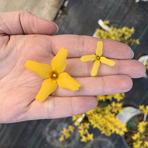 Flying Machine® Forsythia - Image 2