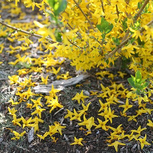 Flying Machine® Forsythia - Image 3