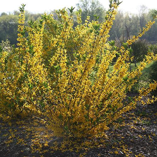 Flying Machine® Forsythia - Image 4