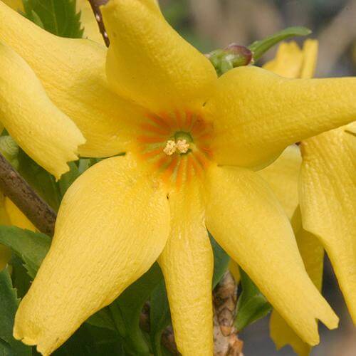 Flying Machine® Forsythia - Image 5