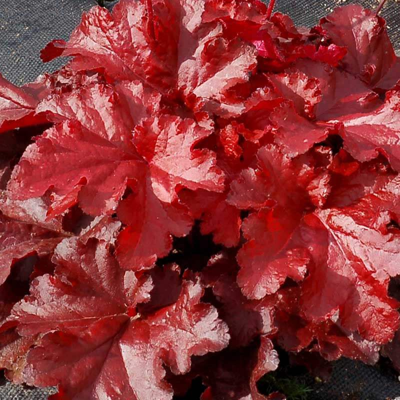 Forever® Red Coral Bells (Heuchera) - Image 3