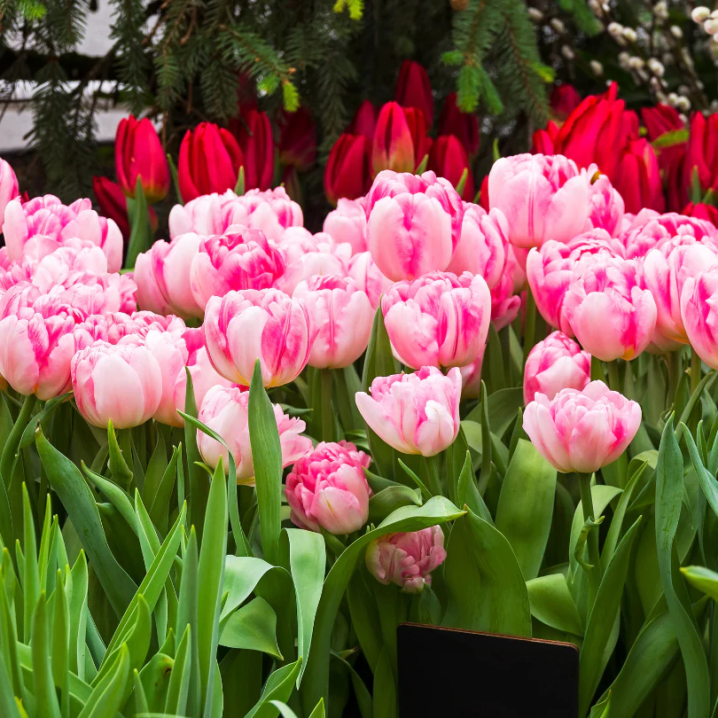'Foxtrot' Double Early Tulip