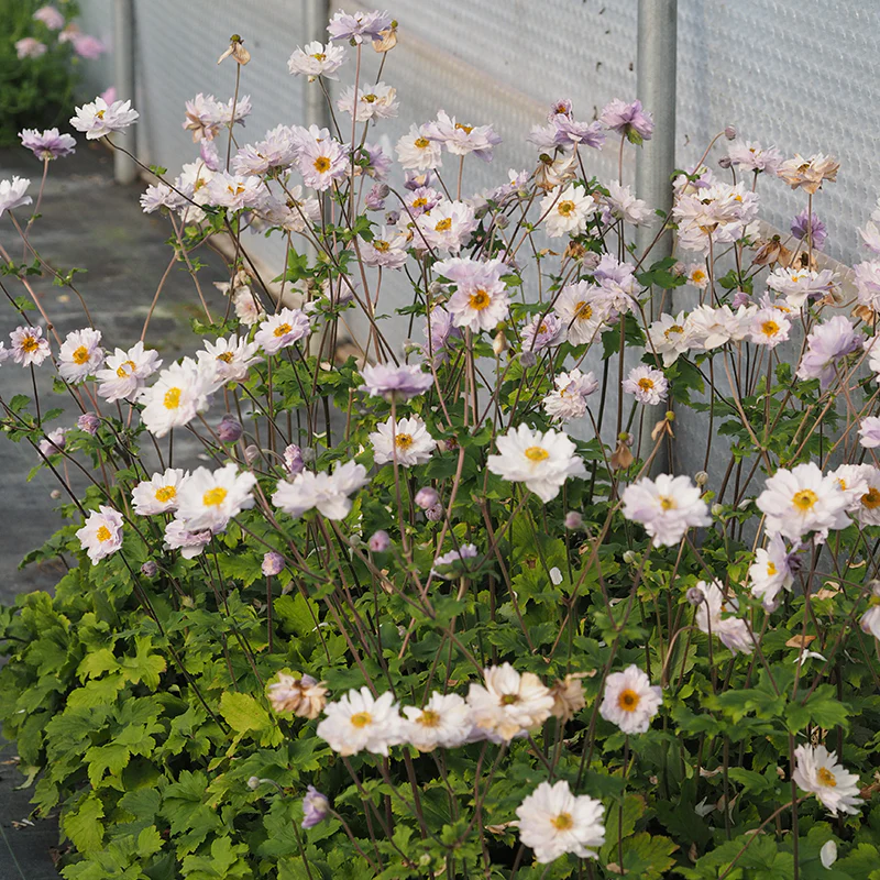 Frilly Knickers™ Japanese Anemone - Image 3