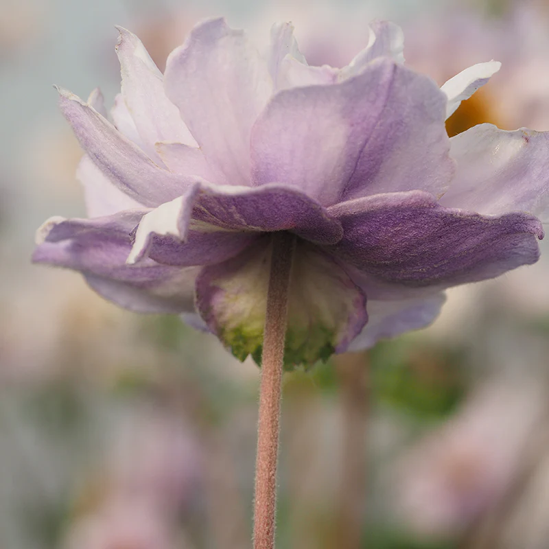 Frilly Knickers™ Japanese Anemone - Image 5