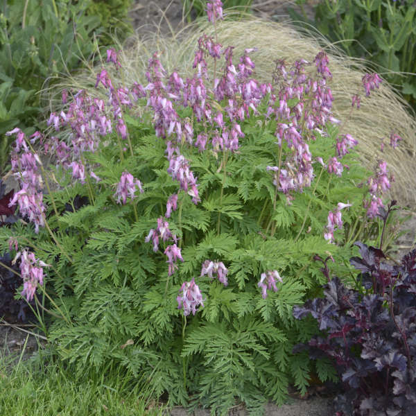 Fringed Bleeding Heart - Image 2
