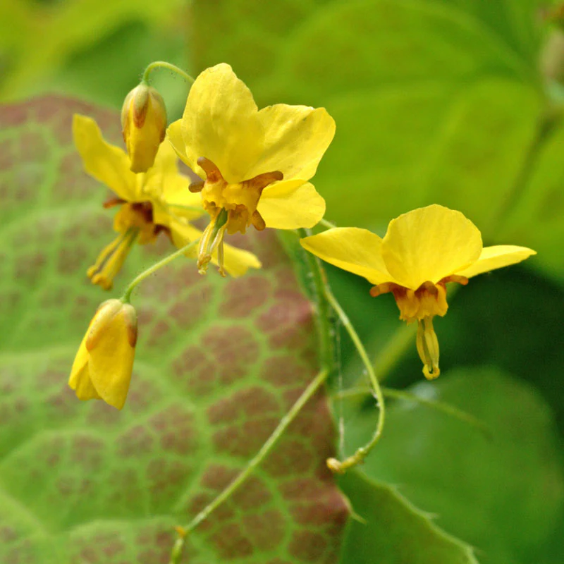 'Frohnleiten' Barrenwort - Image 4