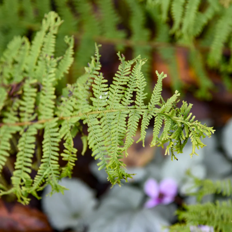 'Fronds Forever' Lady Fern (Athyrium) - Image 2