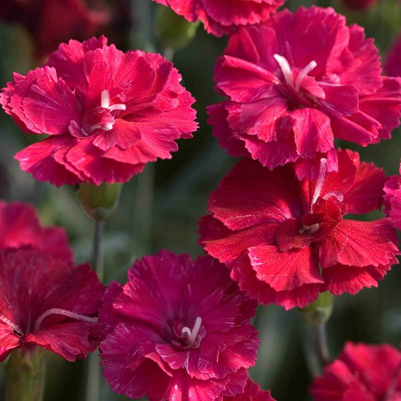 'Frosty Fire' Dianthus - Image 2