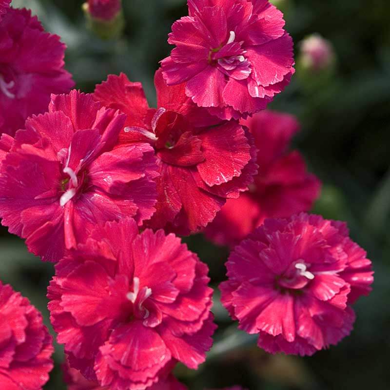 'Frosty Fire' Dianthus - Image 3