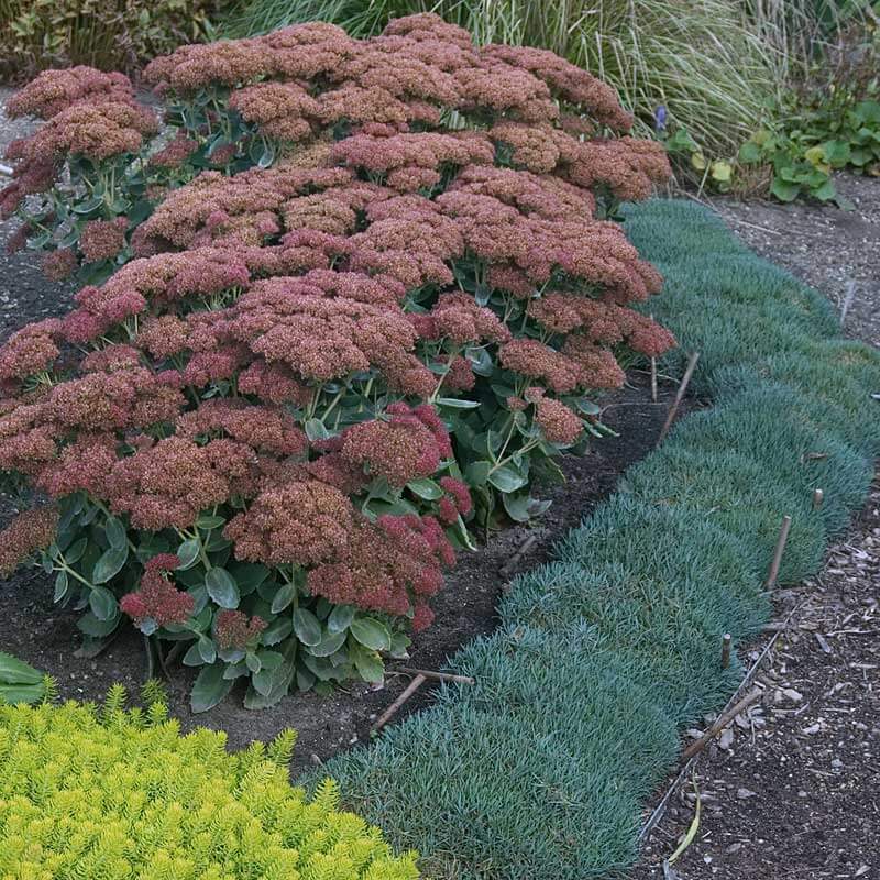 'Frosty Fire' Dianthus - Image 4