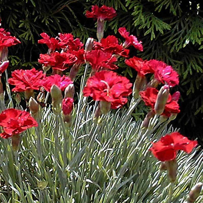 'Frosty Fire' Dianthus - Image 7